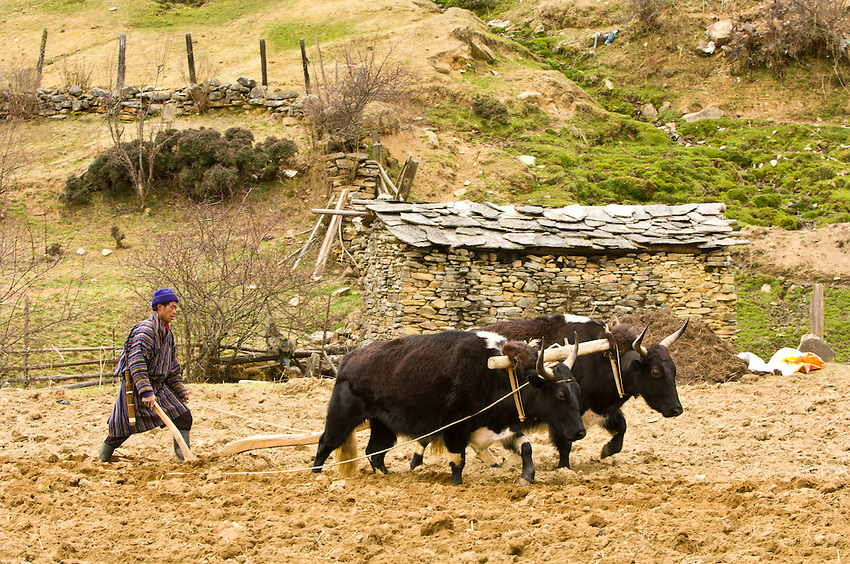 Oxen plowing potato fields, Ura Valley, Bumthang Valley, Bhutan